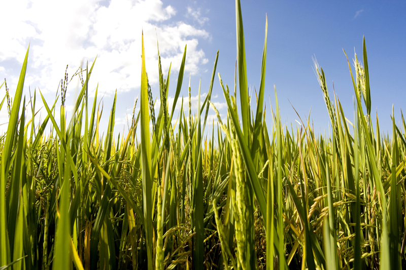 FMC destaca projeto Parceiros do Arroz na Abertura Oficial da Colheita